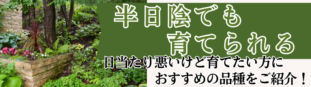 半日陰で楽しめる
