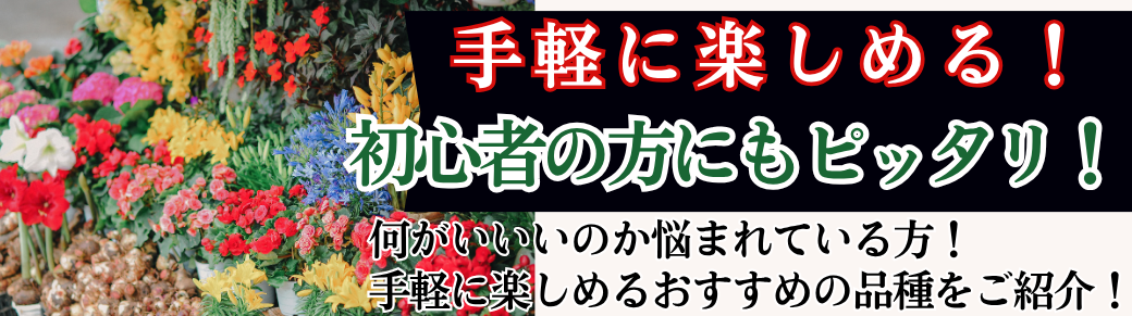 初心者にもピッタリ！