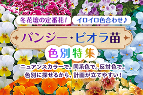 パンビオ色別