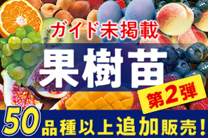 ガイド未掲載