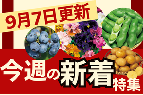 新着特集