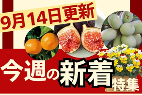 新着特集