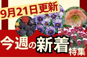 新着特集
