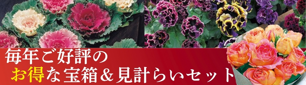 宝箱