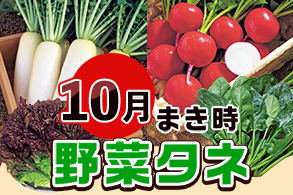野菜まきどき