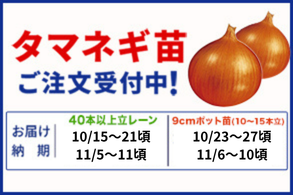 タマネギ苗