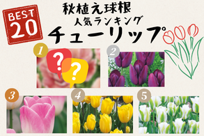 チューリップ