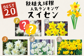 すいせん