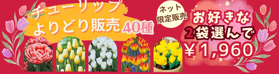 チューリップ球根よりどり販売