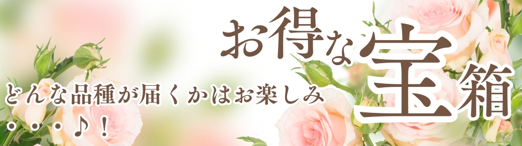 宝箱苗