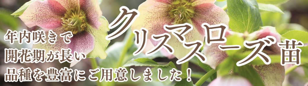 シクラメン苗