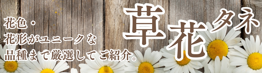 シクラメン苗