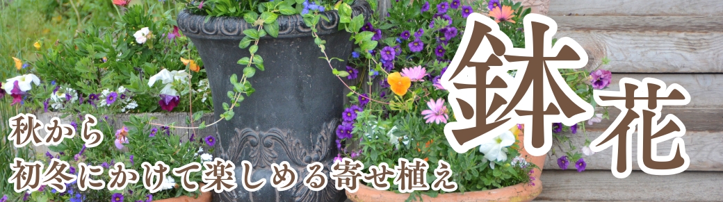 シクラメン苗