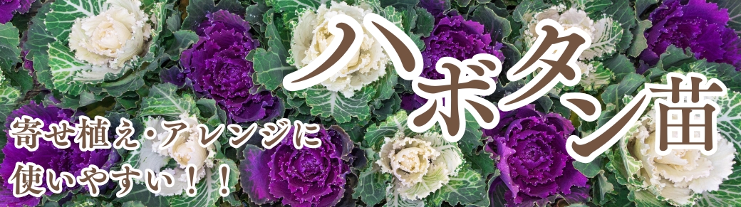 ハボタン苗