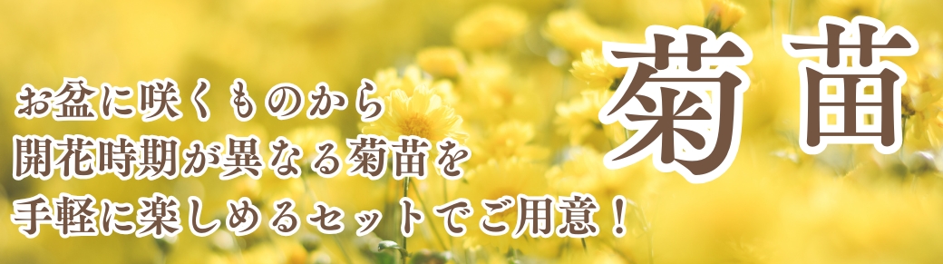 シクラメン苗