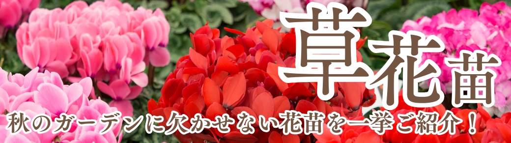 草花苗