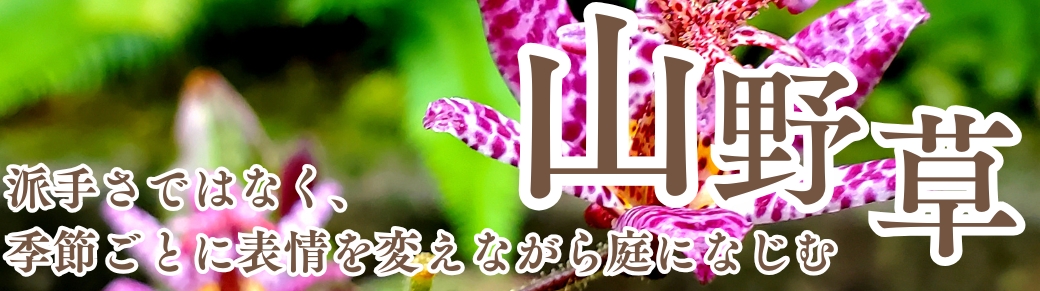 シクラメン苗