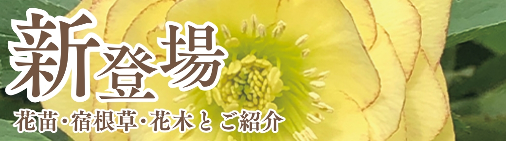 新登場