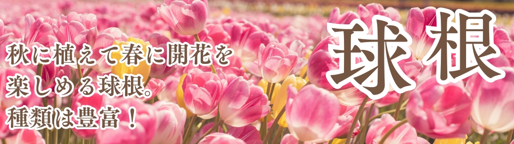 シクラメン苗
