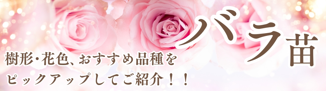 バラ苗