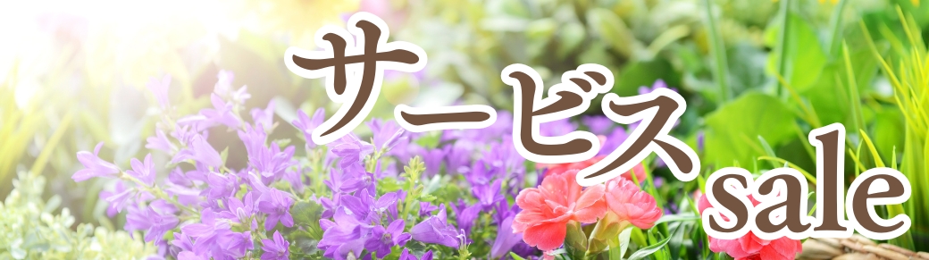 シクラメン苗