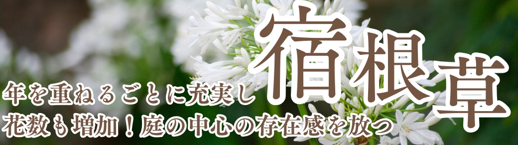 シクラメン苗