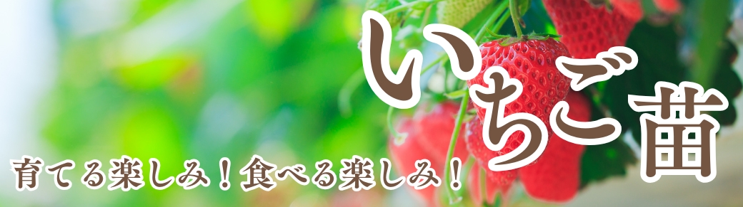 シクラメン苗