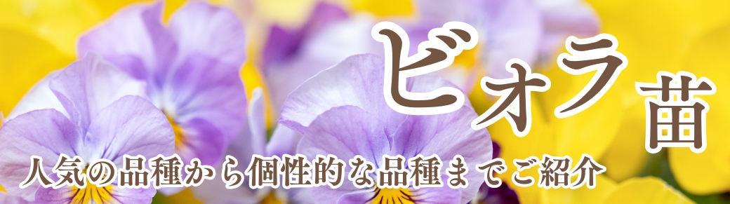 ビオラ苗