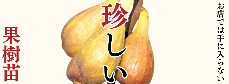 珍しい果樹苗