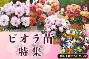 ビオラ