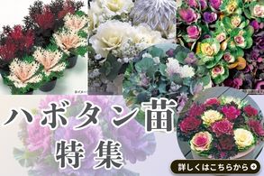 ハボタン