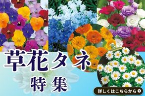 草花タネ