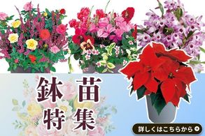 鉢苗