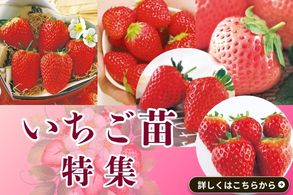 イチゴ苗