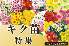 キク苗
