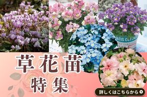 花苗
