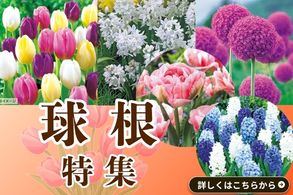 球根