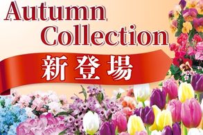 新登場
