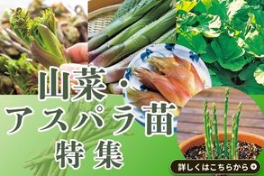 山菜