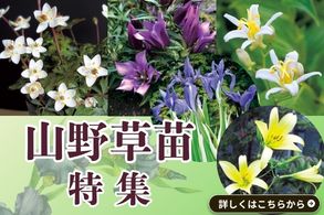 山野草
