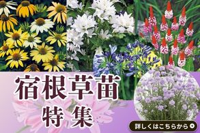 宿根草