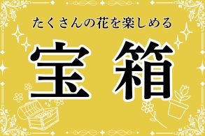 宝箱特集