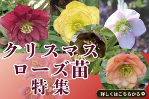 クリスマスローズ