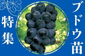 aa