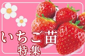 bb
