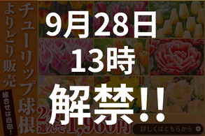 チューリップよりどり