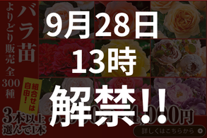 バラよりどり