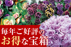 お得な宝箱