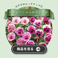 シャルマンロゼ