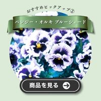 オルキ ブルーシェード